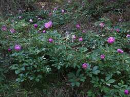 Image of Paeonia coriacea