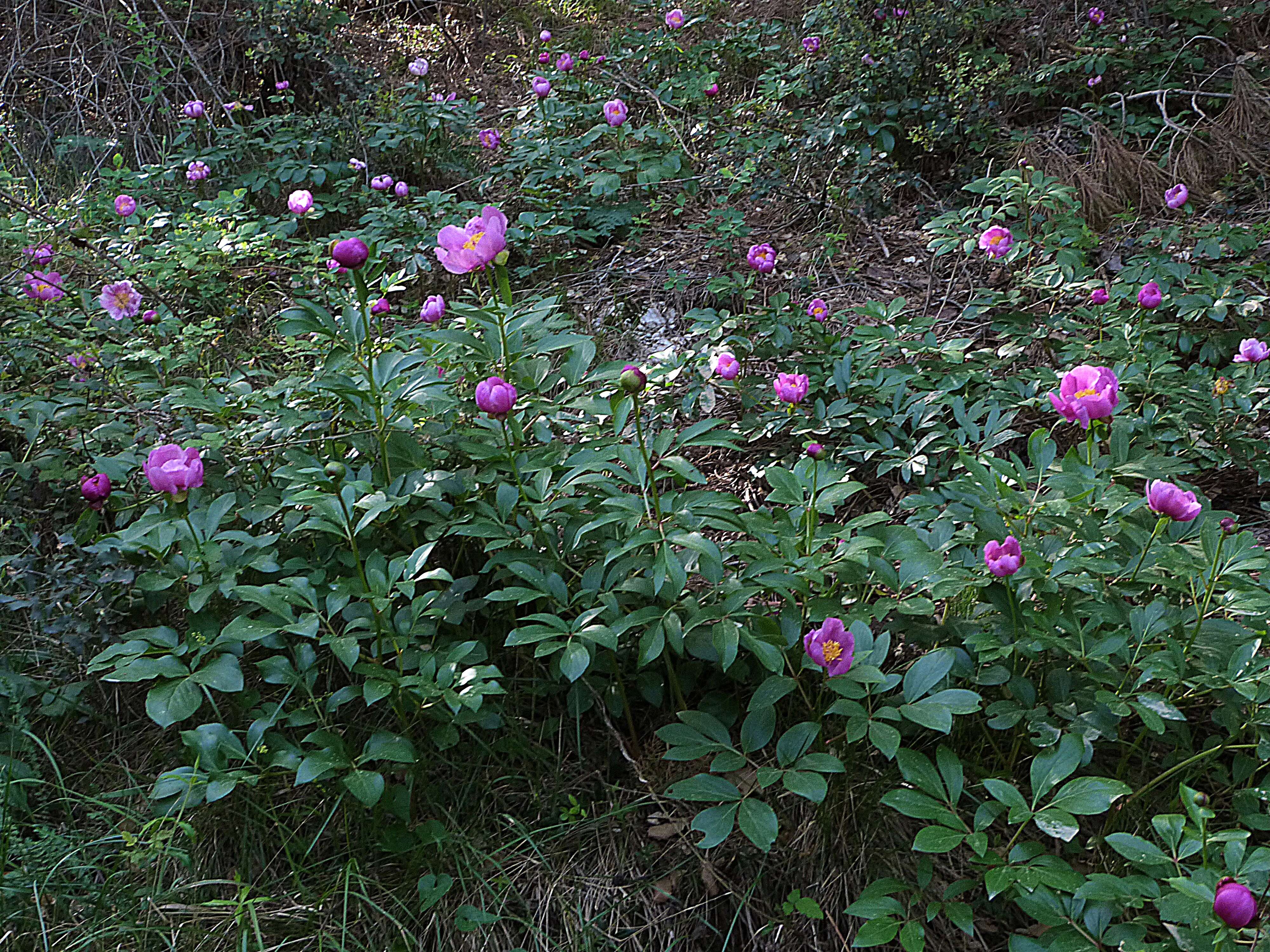 Image of Paeonia coriacea