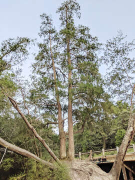 Image of Atlantic White Cedar