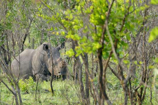 Image of Grass Rhinoceros