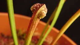 Image of crimson pitcherplant