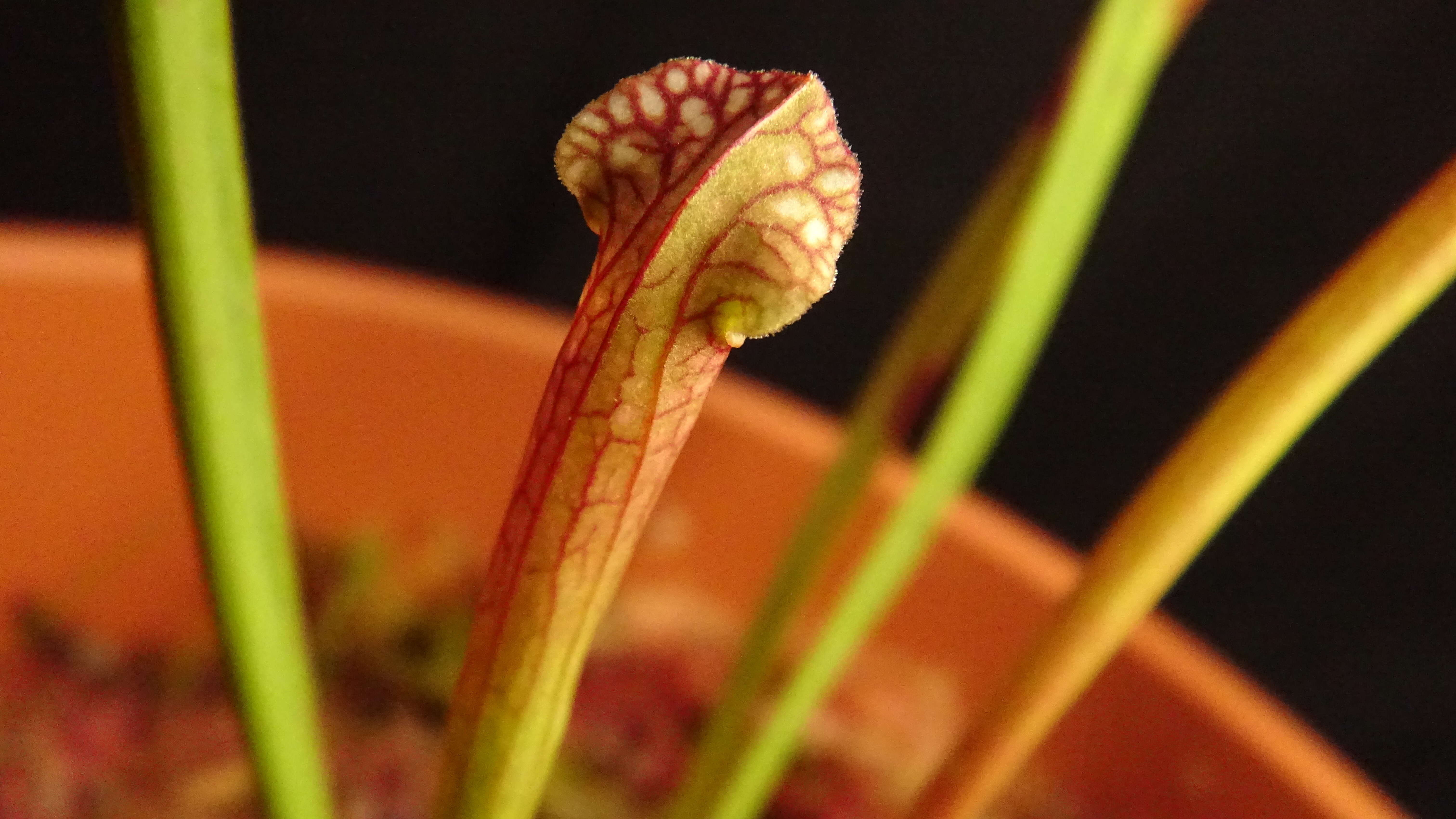 Image of crimson pitcherplant