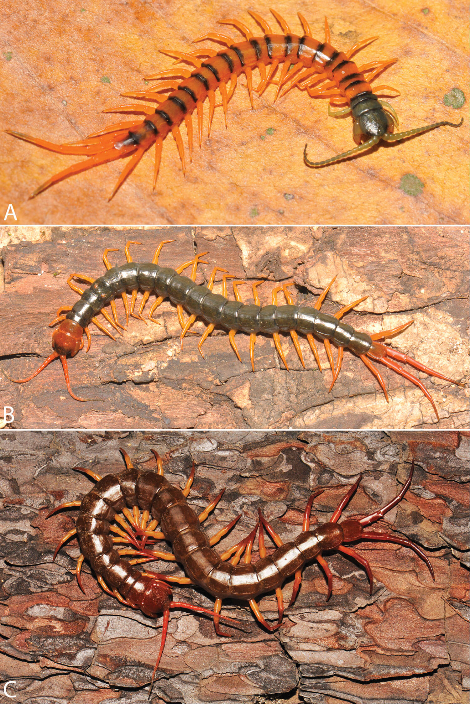 Image of Scolopendra dehaani Brandt 1840