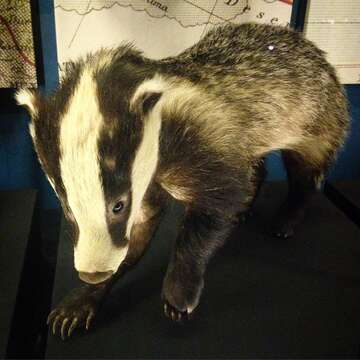 Image of badger