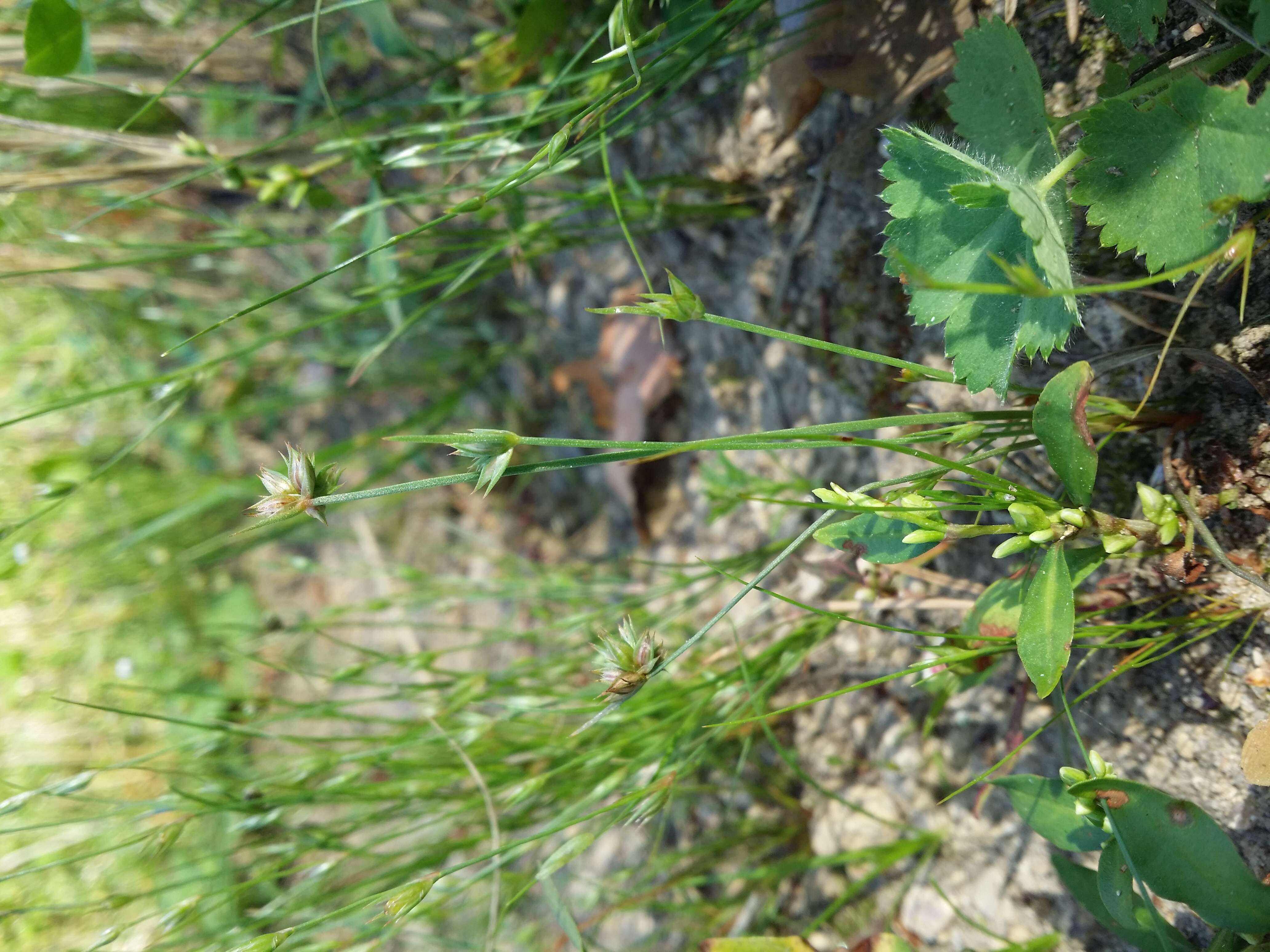 Image of dwarf rush