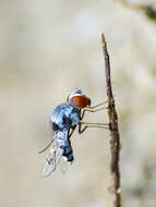 Image of quasimodo flies