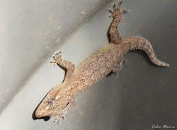 Image of Country Leaf-toed Gecko