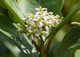 Imagem de Skimmia