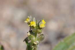 Plancia ëd Linaria arenaria DC.