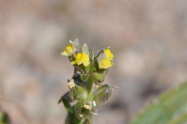 Plancia ëd Linaria arenaria DC.