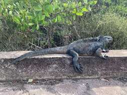 Image of marine iguana