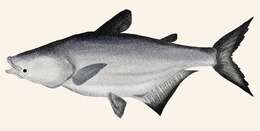 Image of shark catfishes