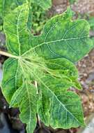 Image of Papaya ringspot virus