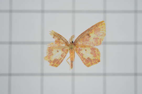 Слика од Chrysocraspeda faganaria