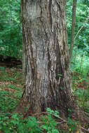 Image of Black Maple