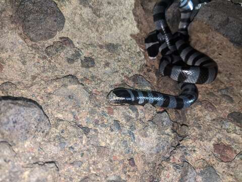 Image of Banded sea krait