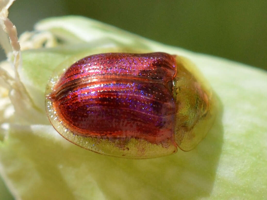 Image of Rainbow tortoise beetle