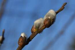 Image of goat willow