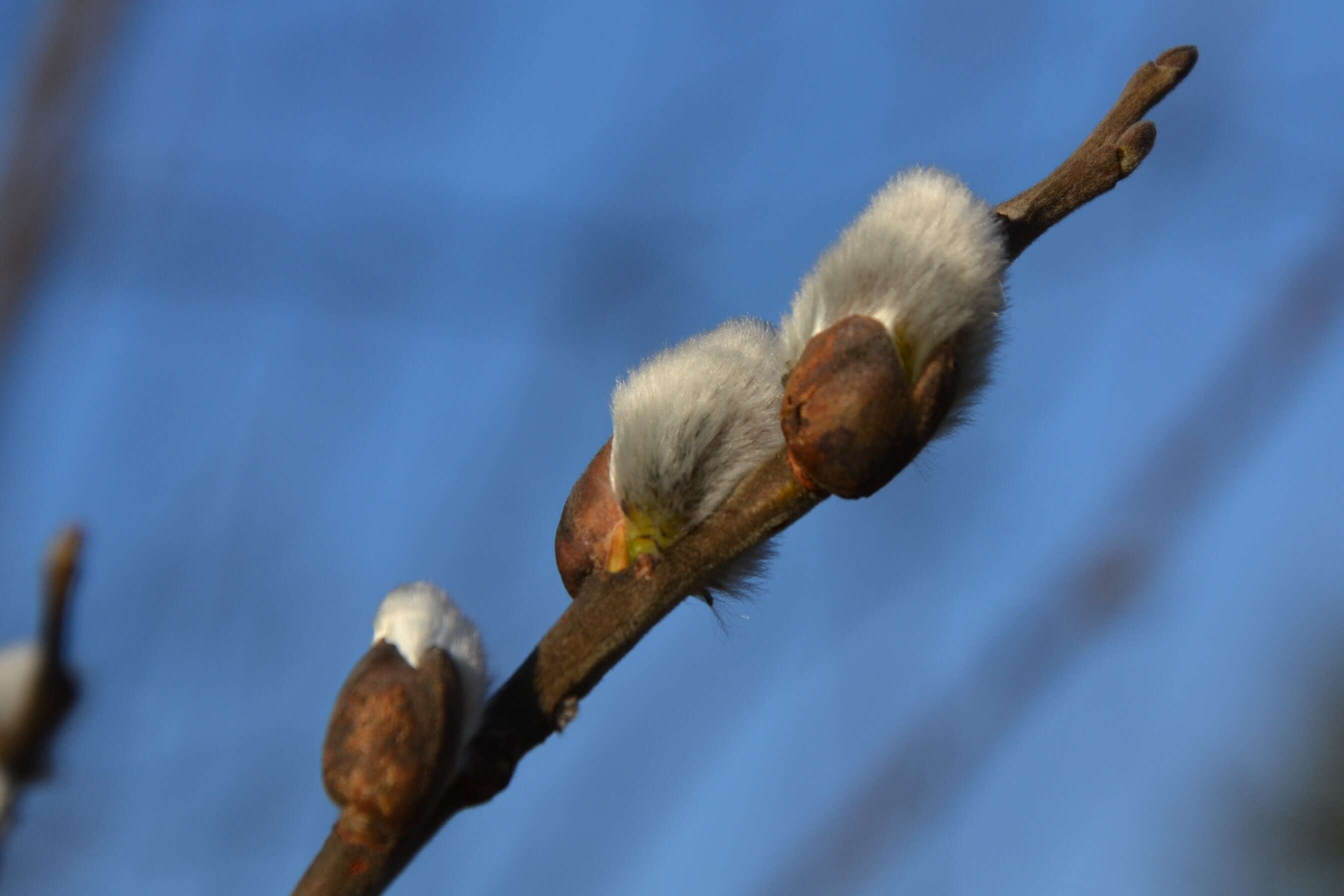 Image of goat willow