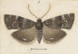 Image of Asterivora analoga Meyrick 1912