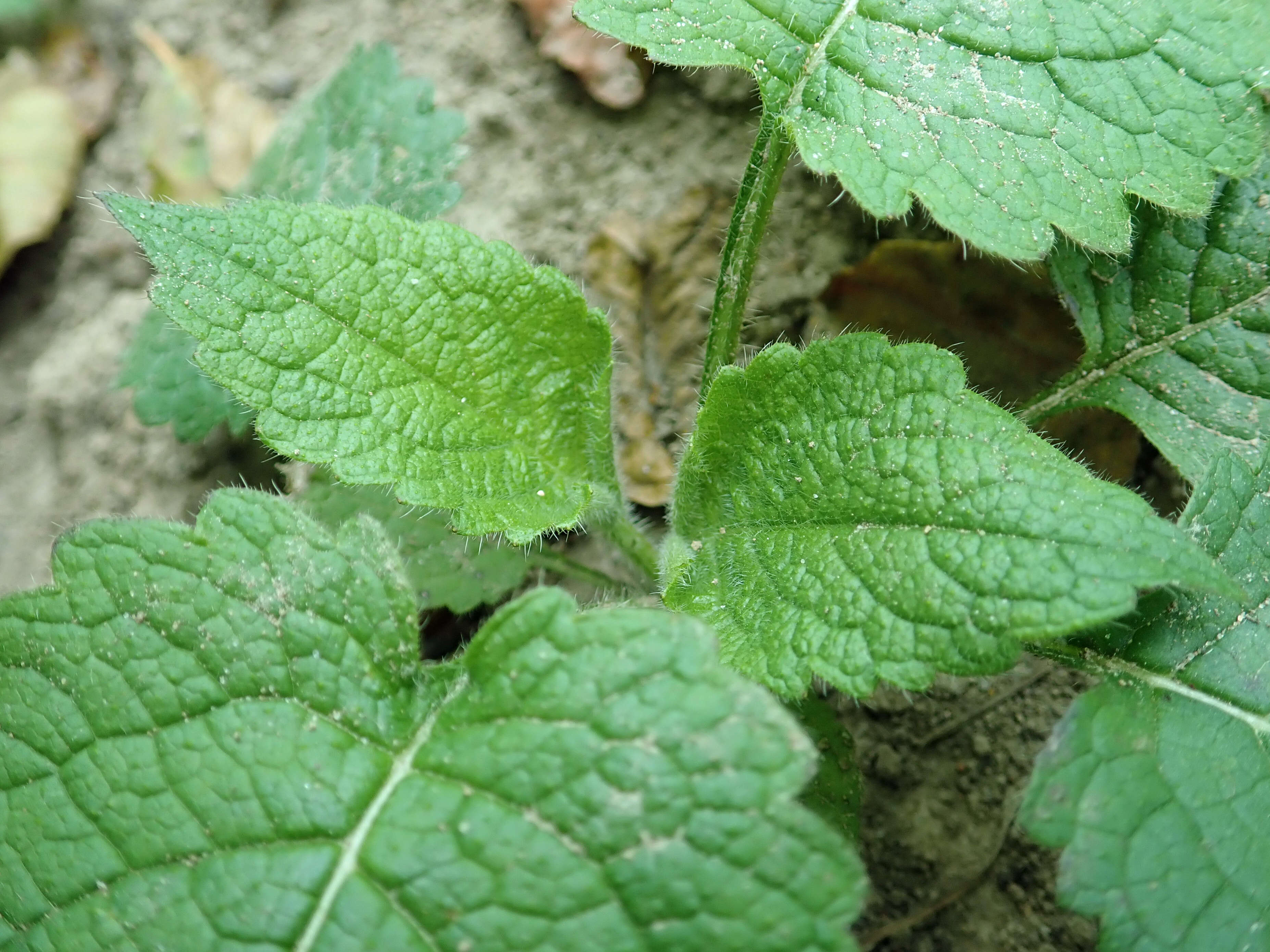 Image of small teasel