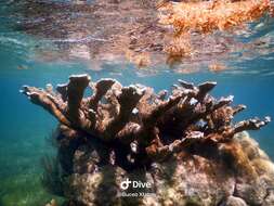 Image of Elkhorn Coral