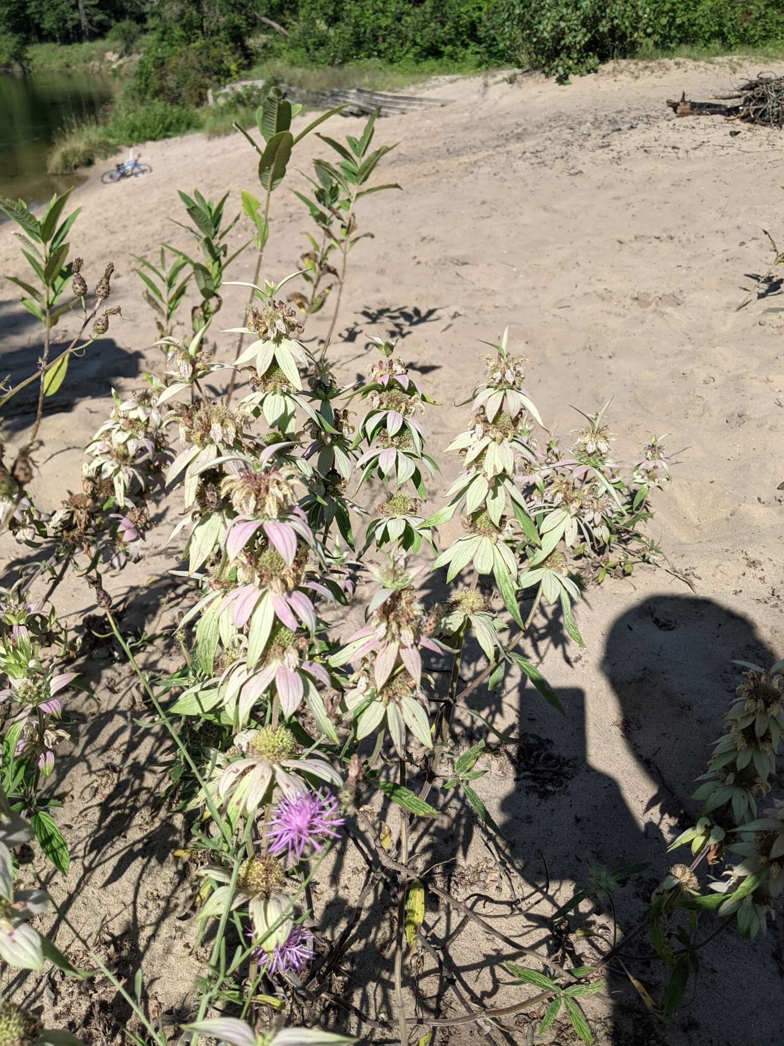 Image of spotted beebalm