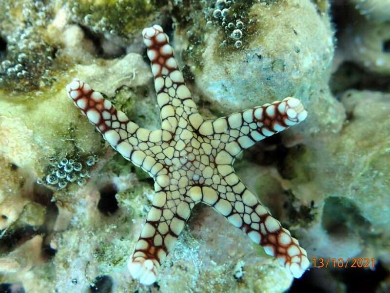 Image of Red and pink sea star