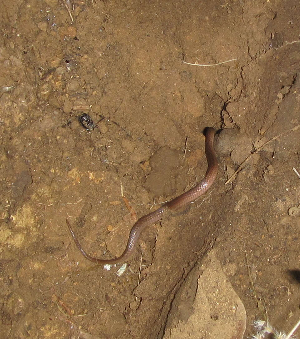 Image of Black-headed Centipede Eater