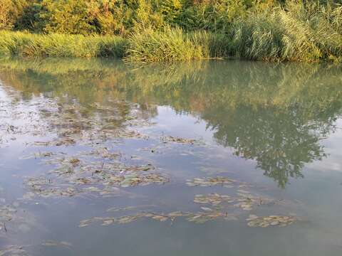 Image of Loddon Pondweed