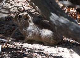 Image of Southern Mountain Cavy