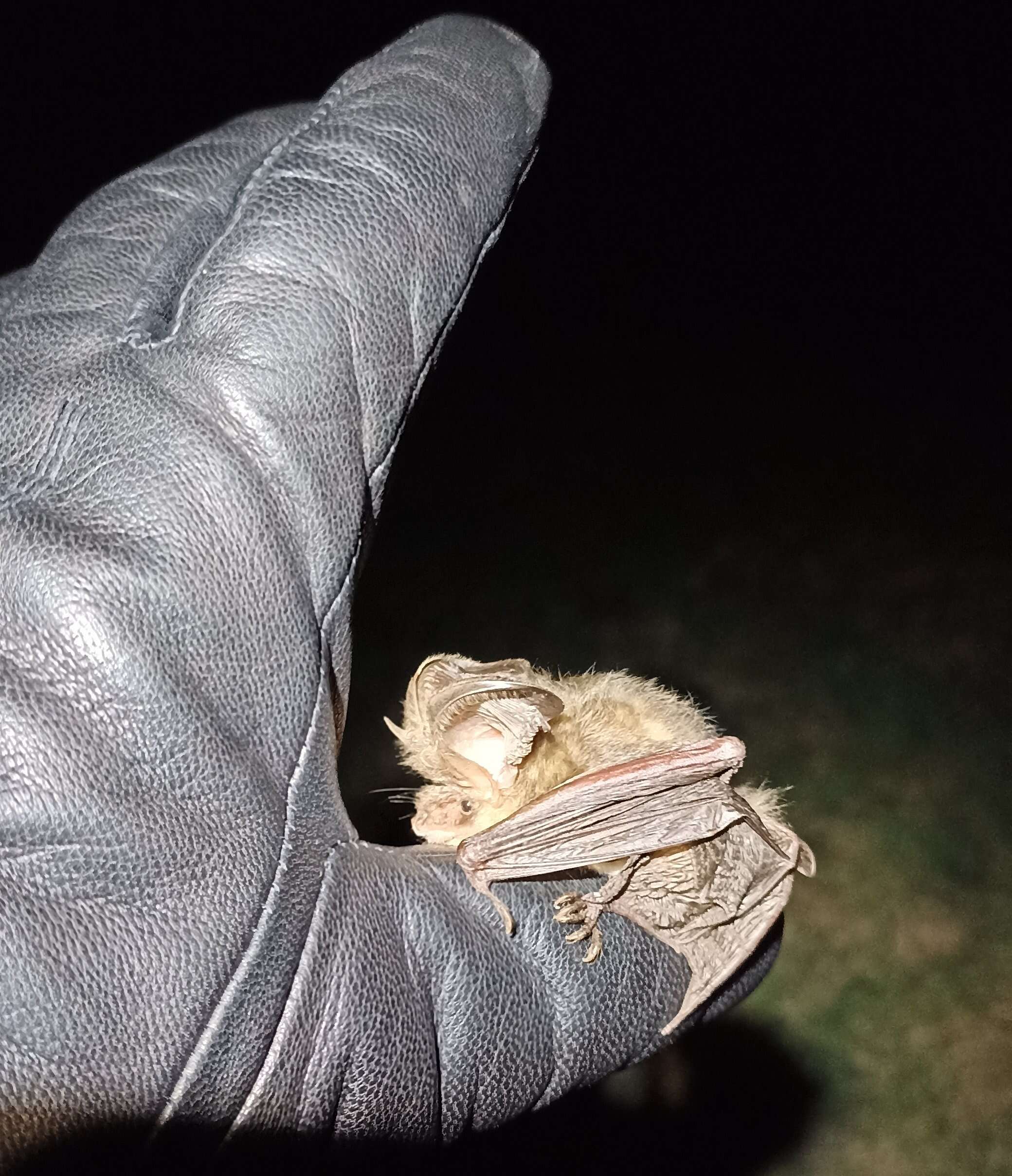 Image of Gray Big-eared Bat