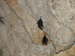 Image of Thomas's Sac-winged Bat