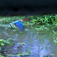 Image of Stork-billed Kingfisher