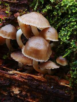 Image of Mycena overholtsii A. H. Sm. & Solheim 1953