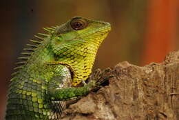 صورة Calotes nemoricola Jerdon 1853