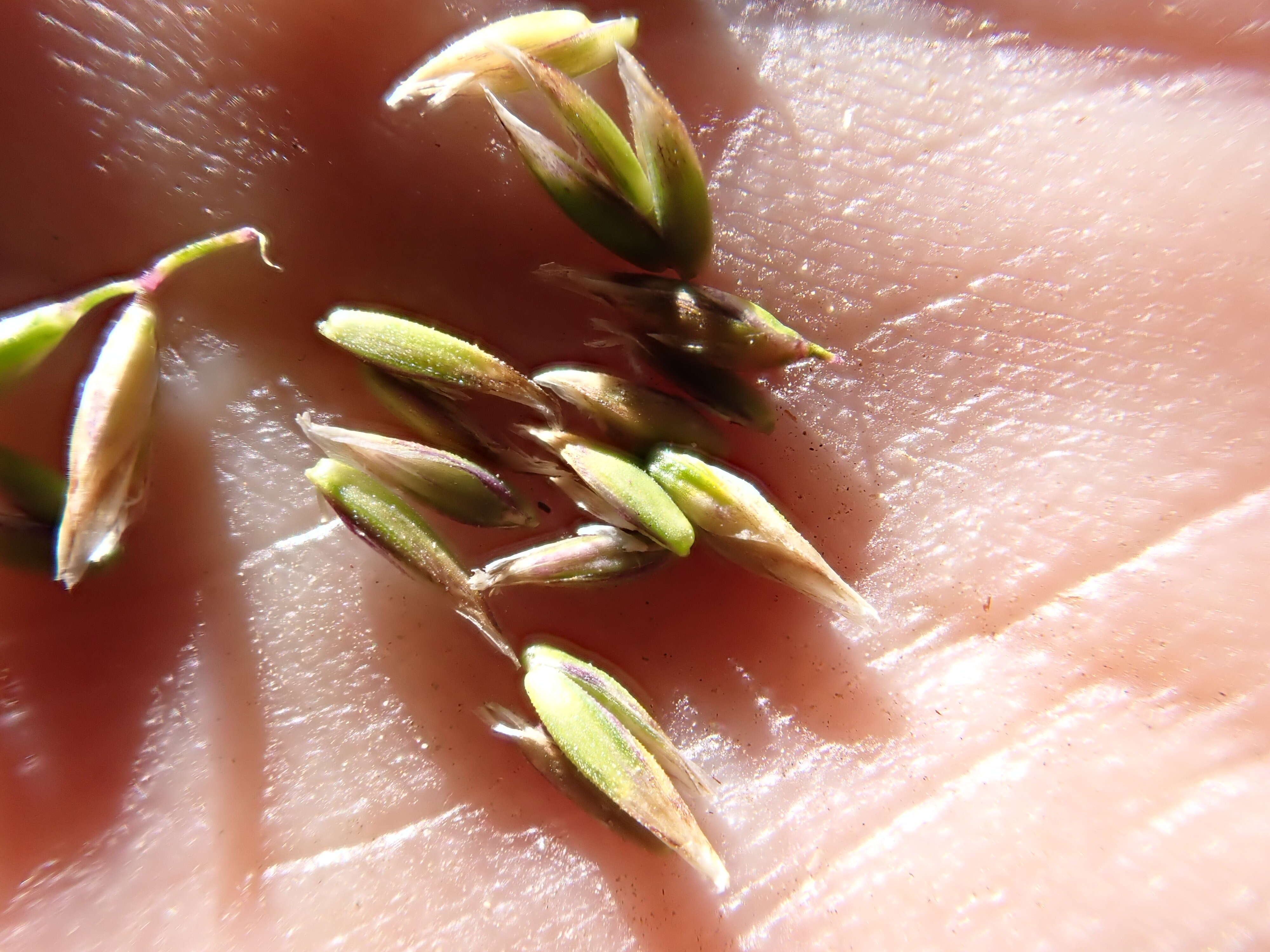 Image de Poa fendleriana (Steud.) Vasey