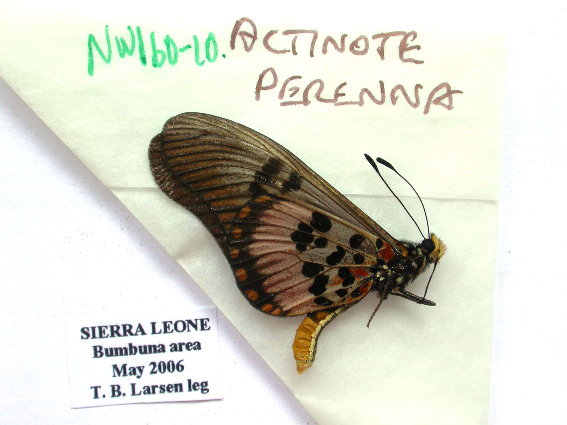 Image of Acraea perenna Doubleday (1847)