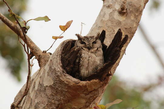 Image of Indian Scops Owl