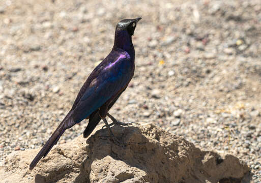 Image of Rueppell's Glossy-Starling