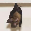 Image of Phou Khao Khouay Leaf-nosed Bat