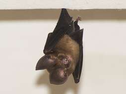 Image of Phou Khao Khouay Leaf-nosed Bat