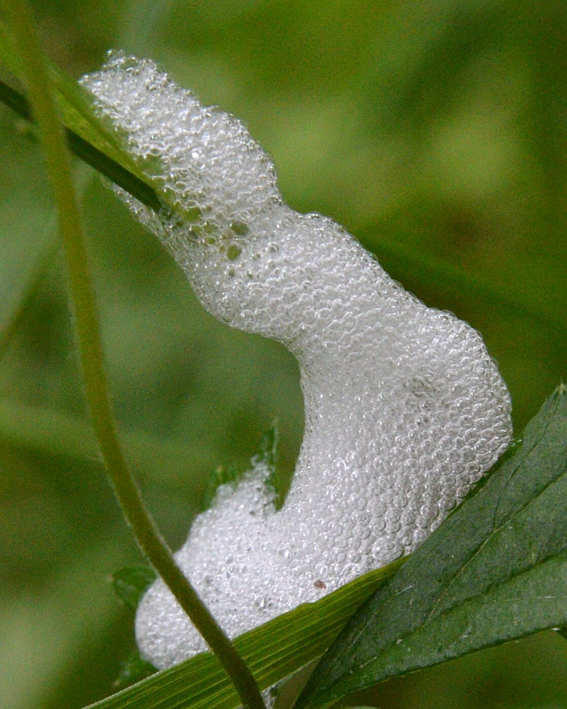 Image of spittlebugs