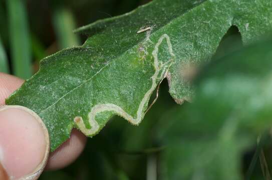 Image of Stigmella ogygia (Meyrick 1889) Dugdale 1988