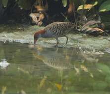 Image of Slaty-breasted Banded Rail