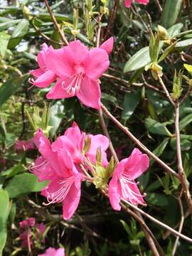 Image of Rhododendron albrechtii Maxim.