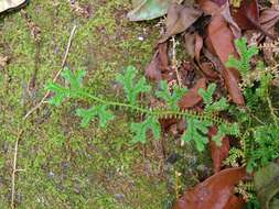 Imagem de Selaginella kraussiana (G. Kunze) A. Br.