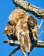 Image of Tawny Eagle