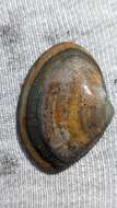 Image of rayed trough clam