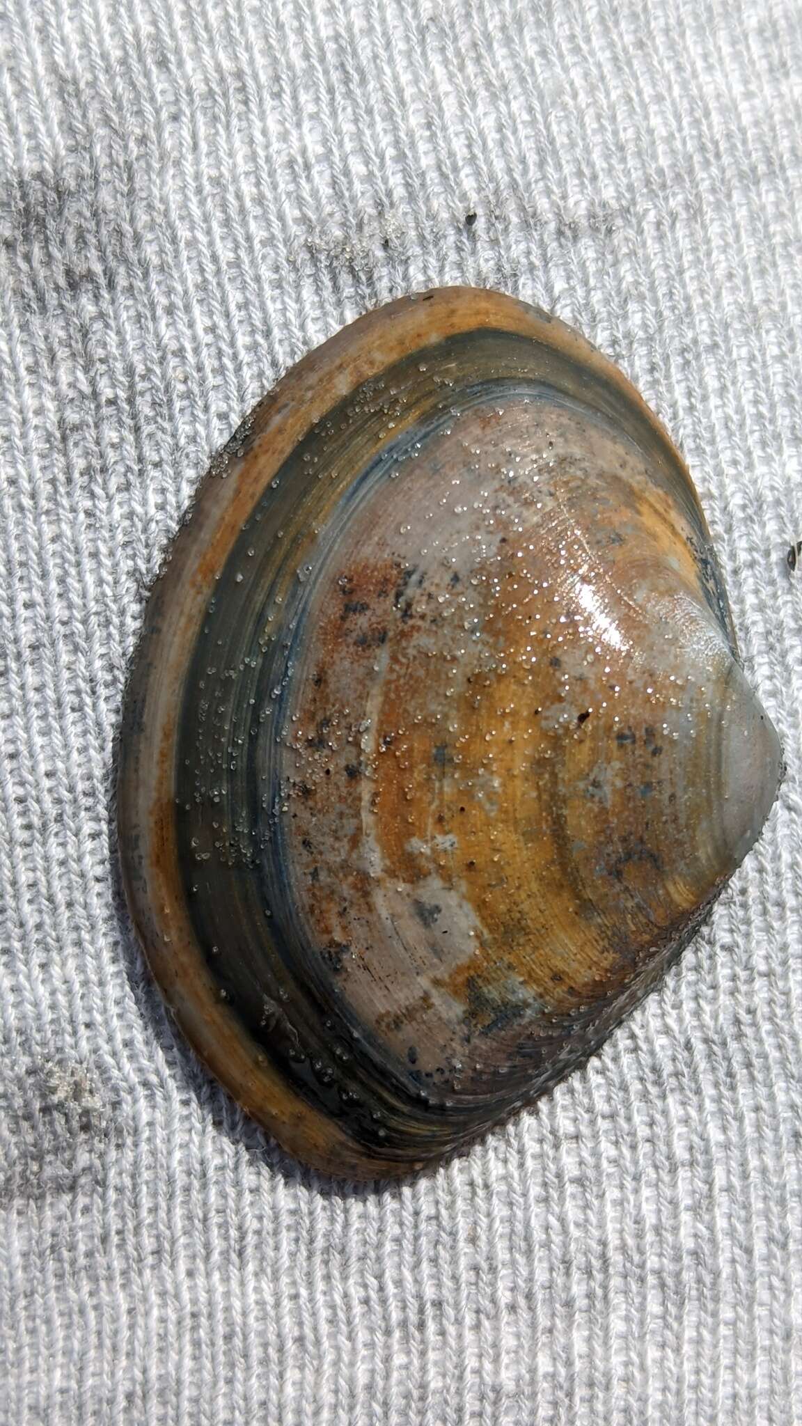 Image of rayed trough clam